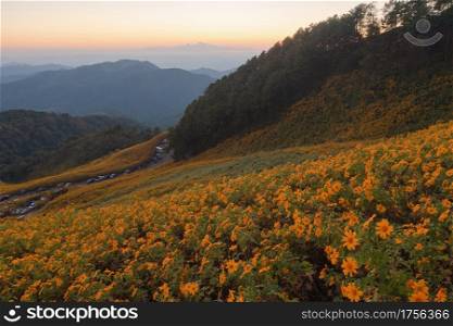 Aerial view of tree Marigold or yellow flowers in national garden park and mountain hills in Mae Hong Son, Thailand. Nature landscape in travel trip and vacation. Thung Bua Tong at Doi Mae U Kho.