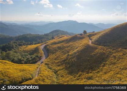Aerial view of tree Marigold or yellow flowers in national garden park and mountain hills in Mae Hong Son, Thailand. Nature landscape in travel trip and vacation. Thung Bua Tong at Doi Mae U Kho.