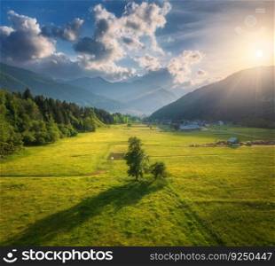 Aerial view of trees in green alpine meadows in mountain valley at sunset in Slovenia. Top drone view of fields, green grass, forest, mountains, blue sky with clouds and golden sunlight. Nature