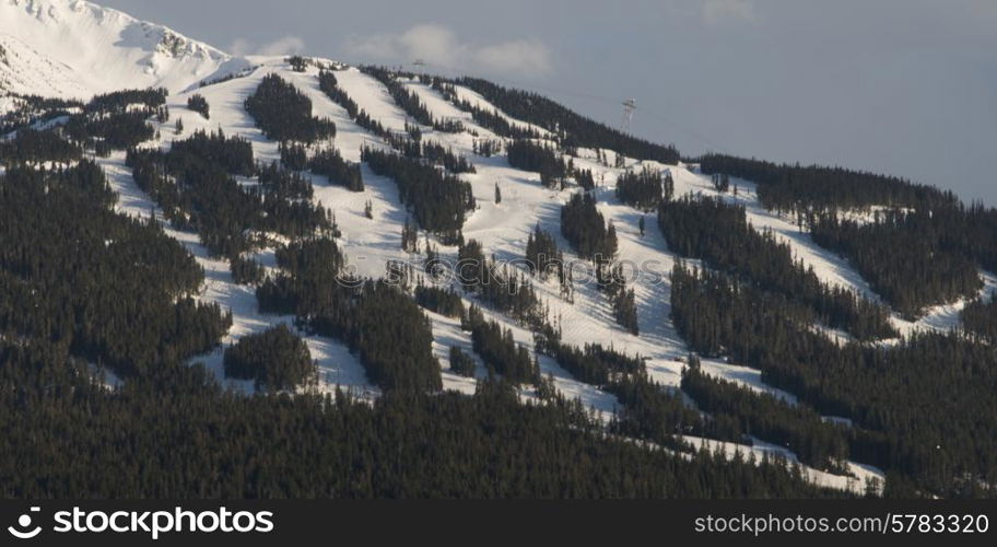 Aerial view of trees on a snow covered mountain, Whistler, British Columbia, Canada