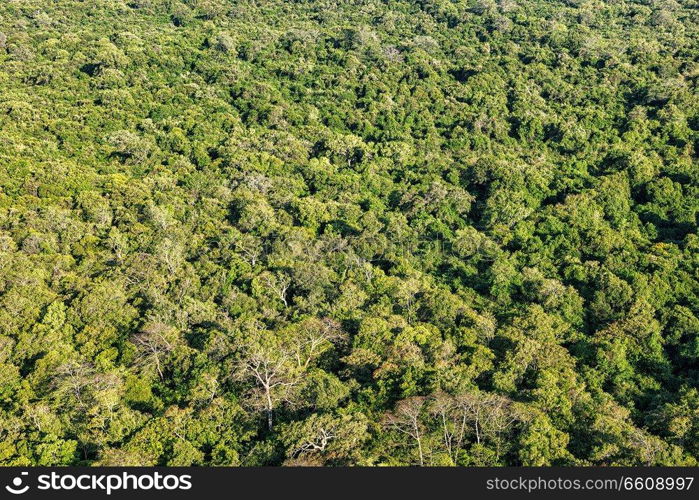 Aerial view of tropical forest trees. Sri Lanka. Aerial view of tropical forest