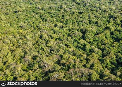 Aerial view of tropical forest trees. Sri Lanka. Aerial view of tropical forest