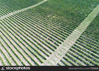 Aerial view of vineyard. Green rows of grapevine under sun.