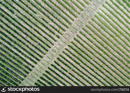 Aerial view of vineyard. Green rows of grapevine under sun.