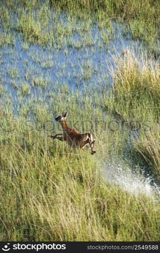 Aerial view of white tail deer running fast through water and marsh grass on Bald Head Island, North Carolina.