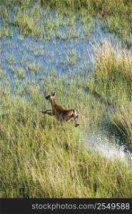 Aerial view of white tail deer running fast through water and marsh grass on Bald Head Island, North Carolina.