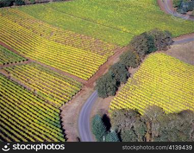 Aerial View of Willamette Valley Vineyards in Fall