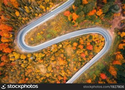 Aerial view of winding road in colorful forest at sunset in autumn. Top view from drone of mountain road in woods. Beautiful landscape with roadway, trees with red and orange leaves in fall. Travel