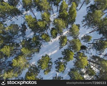 Aerial view of winter siberian forest. Aerial view of winter forest.