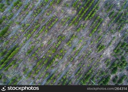 Aerial view of young coniferous trees plantations. Diagonal rows of spruces and felled birch trees among them