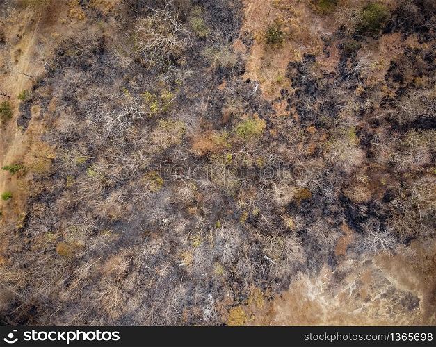 Aerial view, Orange and yellow dry forest, Some parts were destroyed by a forest fire.