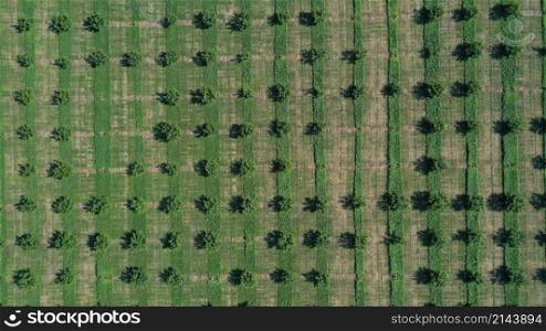 aerial view over agricultural gardens in spring time.. aerial view over agricultural gardens in spring time