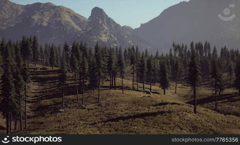 Aerial view over Mountain range with pine forest in Bavaria