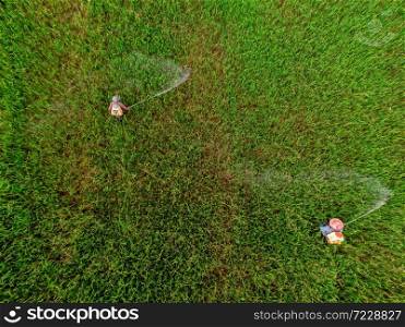 Aerial view over Spraying pesticides on rice seeding field , Top view from drone