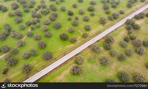 Aerial View Over the landscape in Spain over holm oaks