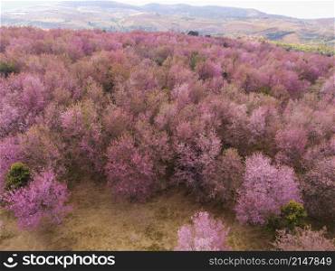 Aerial view pink forest tree environment forest nature mountain background, Wild Himalayan Cherry Blossom on tree, beautiful pink sakura flower winter landscape tree at at phu lom lo, Loei, Thailand.