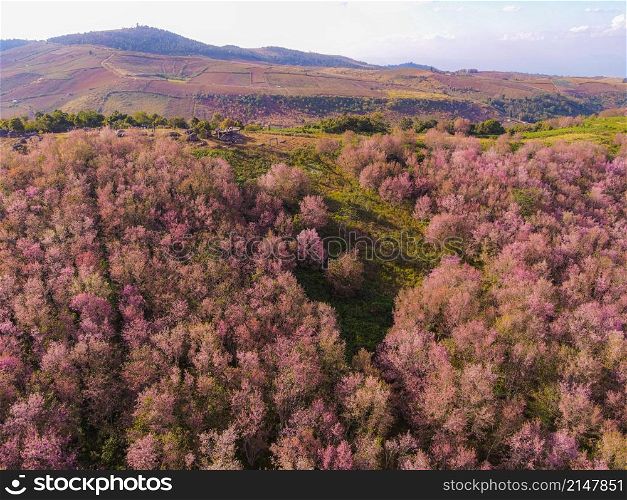 Aerial view pink forest tree environment forest nature mountain background, Wild Himalayan Cherry Blossom on tree, beautiful pink sakura flower winter landscape tree at at phu lom lo, Loei, Thailand.