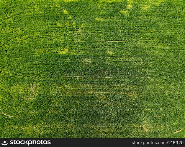 Aerial view planted field in the countryside. Concept of agricultural activities. Photo from the drone. Aerial view green field in the countryside. Photo from the drone
