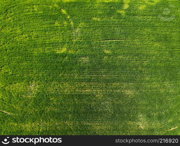 Aerial view planted field in the countryside. Concept of agricultural activities. Photo from the drone. Aerial view green field in the countryside. Photo from the drone