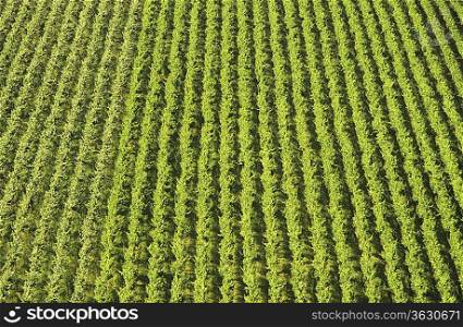 Aerial view, rows of grape vines, vineyard, Mornington Peninsula, Victoria, Australia