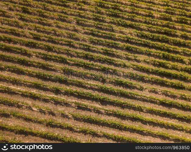 Aerial view, rows of grape vines, vineyard, Portugal