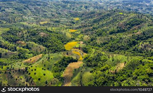 aerial view valley and agricultural green tea and rice area at chiang rai thailand