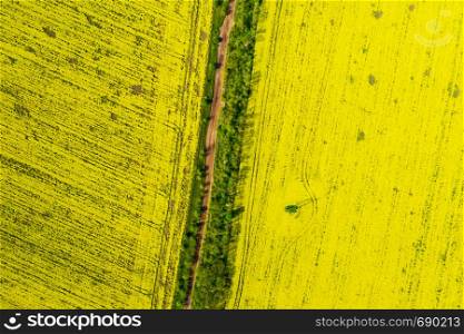 aerial view yellow blooming rapeseed field. beautiful landscape
