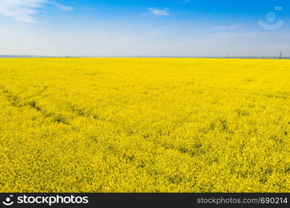 aerial view yellow blooming rapeseed field. beautiful landscape