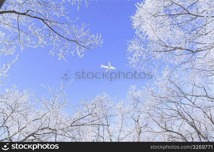 Aeroplane flying through a blue sky with snowy tree branches in view