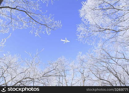 Aeroplane flying through a blue sky with snowy tree branches in view