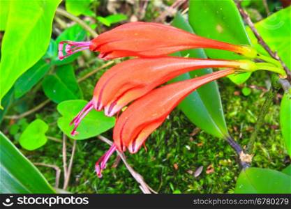 Aeschynanthus Hildebrandii, wild flowers in forest, Thailand