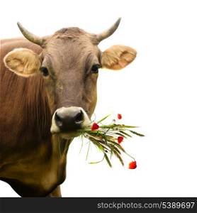 Affable cow with wildflowers bouquet isolated on white background