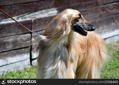 Afghan greyhound, or Afghan - hunting breed of dogs on a summer day