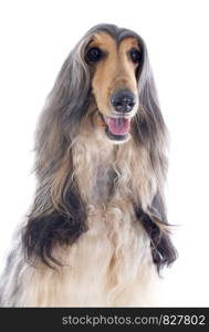 afghan hound in front of white background