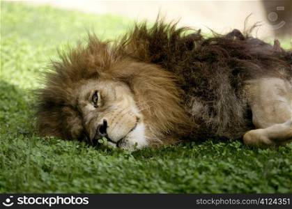 Afican male lion, very relaxed sleeping, laying down over the grass