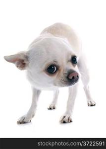 afraid chihuahua in front of white background