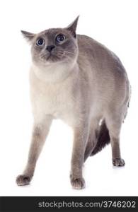 afraid purebred siamese cat in front of white background