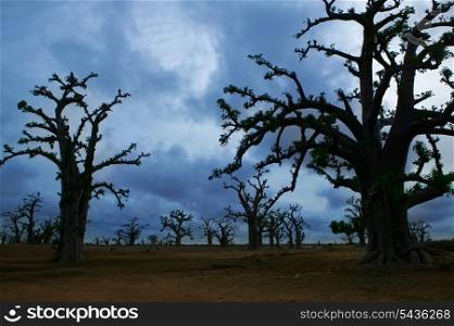 Africa Baobab trees in a cloudy gray day