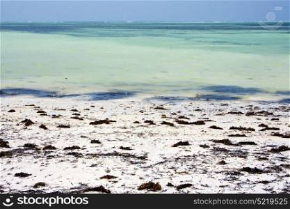 africa coastline froth foam in the blue lagoon relax of zanzibar