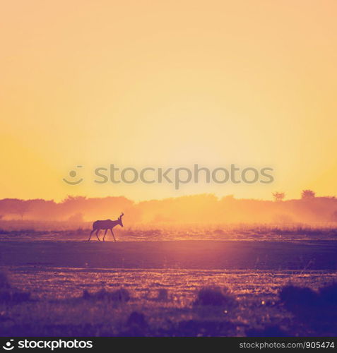 Africa sunset landscape with silhouetted Impala walking on the dusty ground in Botswana, Africa with retro Instagram style filter effect