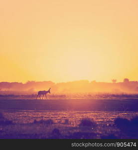 Africa sunset landscape with silhouetted Impala walking on the dusty ground in Botswana, Africa with retro Instagram style filter effect