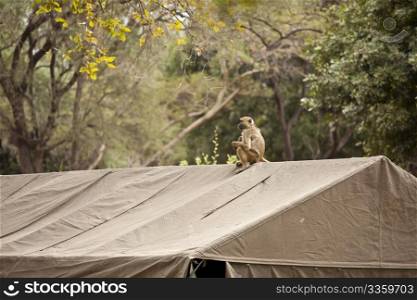 African baboon standing on a military tent