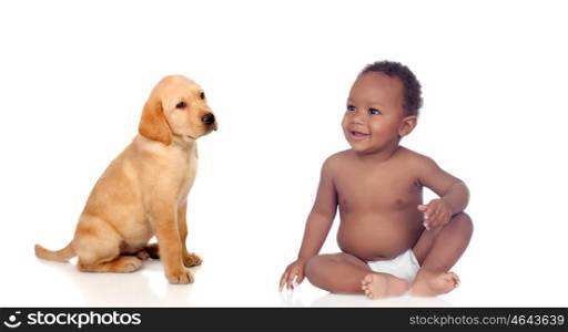 African baby and labrador puppy isolated on a white background