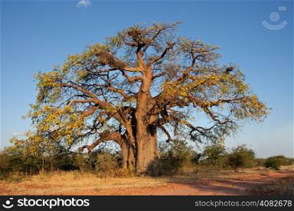 African baobab tree (Adansonia digitata), southern Africa&#xD;