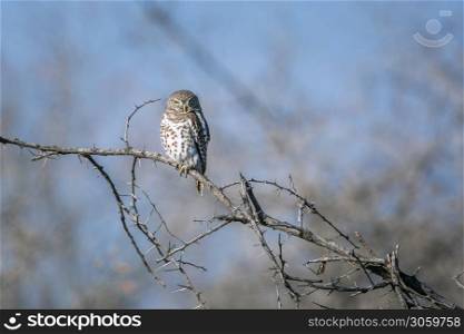 African barred owlet in day time isolated in natural background in Kruger National park, South Africa ; Specie Glaucidium capense family of Strigidae. African barred owlet in Kruger National park, South Africa