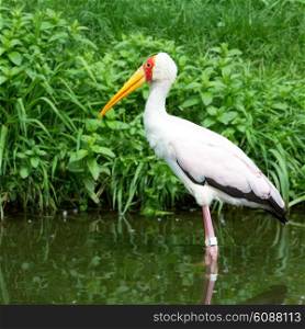 african bird yellow-billed stork, (mycteria ibis)