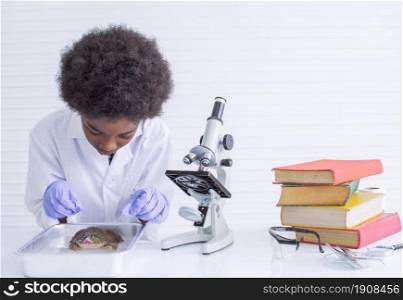 African black boy studying science and doing operation to frog in classroom at school. Education and Diversity Concept.