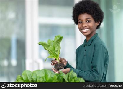African boys show off the vegetables that they recently harvested from their community&rsquo;s garden. The organic vegetables include a hand full of fresh lettuce vegetable salad .Various themes: environmental conservation, go green, Earth Day, gardening, organic agriculture.