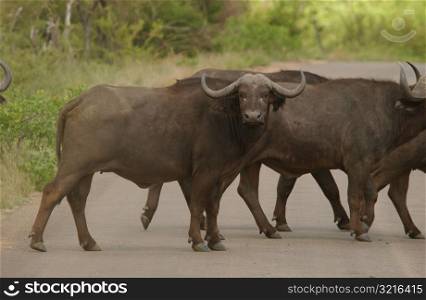 African Buffalo