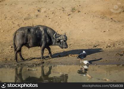 African buffalo and african fish eagle in Kruger National park, South Africa ; Specie Syncerus caffer and Haliaeetus vocifer. African buffalo and african fish eagle in Kruger National park, South Africa